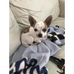 Chihuahua pup reu 5 mnd