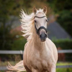 Prachtige 4 jarige palomino merrie te koop