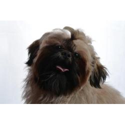 shih tzu dekreu