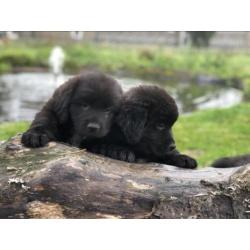 Newfoundlander pups! Vader met stamboom HD en ED vrij!!