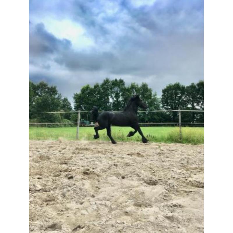 Friese 2 jarige hengst , 17 jarige merrie en merrieveulen